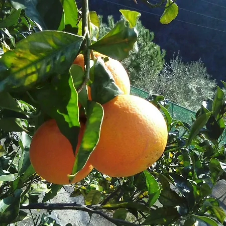 Sopra Il Porto Rapallo